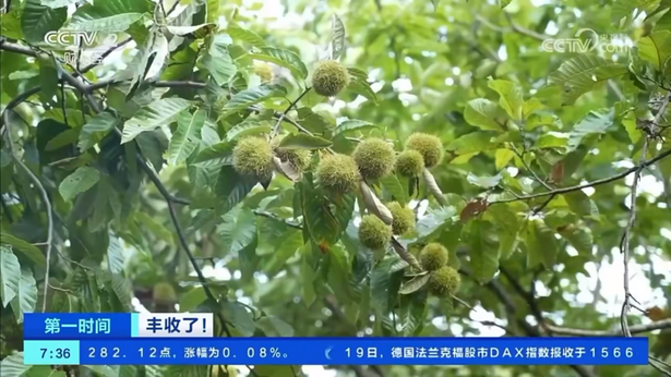 20230920盱眙板栗上央视啦1.png
