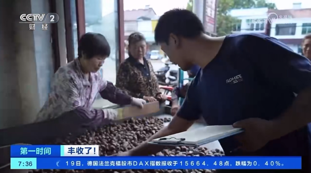 20230920盱眙板栗上央视啦3.png