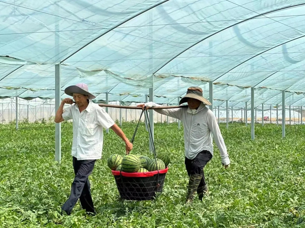2025“果香穆店”品牌推介暨古驿马湖葡萄采摘季在穆店镇举行1.jpg