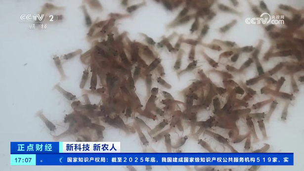 盱眙龙虾里的“新科技”亮相央视3.png