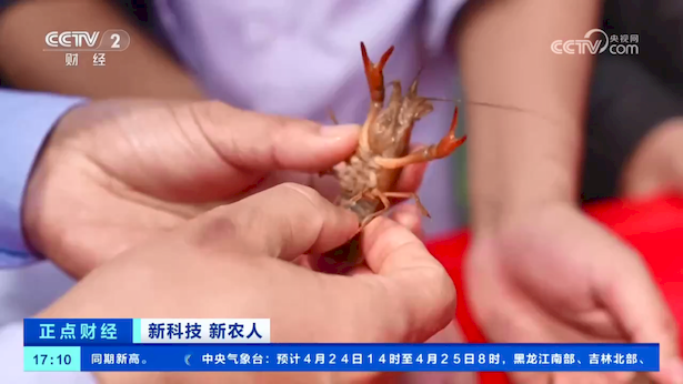 盱眙龙虾里的“新科技”亮相央视4.png