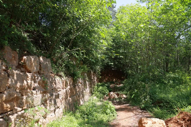20260505县领导调研推进“山水连城”城区段森林防火通道工作3.jpg